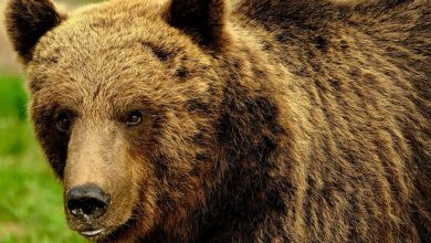 أوروبا تكافح من أجل التعايش مع الدببة البرية