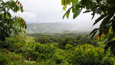 استعادت كوستاريكا غاباتها وتحولت إلى الطاقة المتجددة – فماذا يمكن للعالم أن يتعلم منها؟
