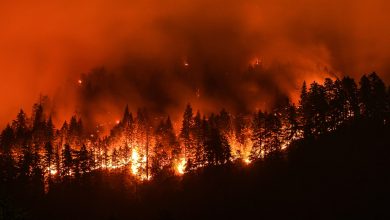 لقد تضاعفت حرائق الغابات الشديدة من حيث تواترها وشدتها خلال العشرين عامًا الماضية