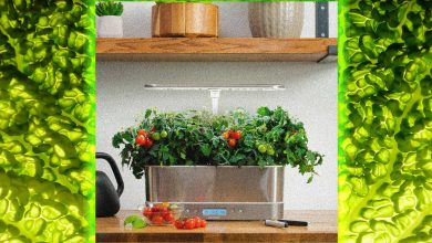 AeroGarden، ظاهرة عصر الوباء، لم تعد موجودة. ماذا سيحدث بعد ذلك؟