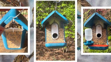 مراجعة Bird Buddy Pro: كل الطيور ، لا تهتم