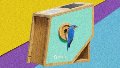 Birdfy Nest Polygon Smart Birdhouse Review: Priped for Pictures